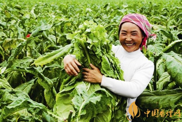 煙葉稅是什么，煙葉稅如何計算