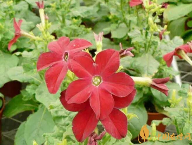 煙草花花語是什么，煙草花什么時候開花