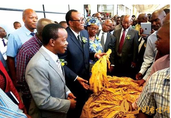 津巴布韋煙葉為什么好，黃金煙葉成為國寶