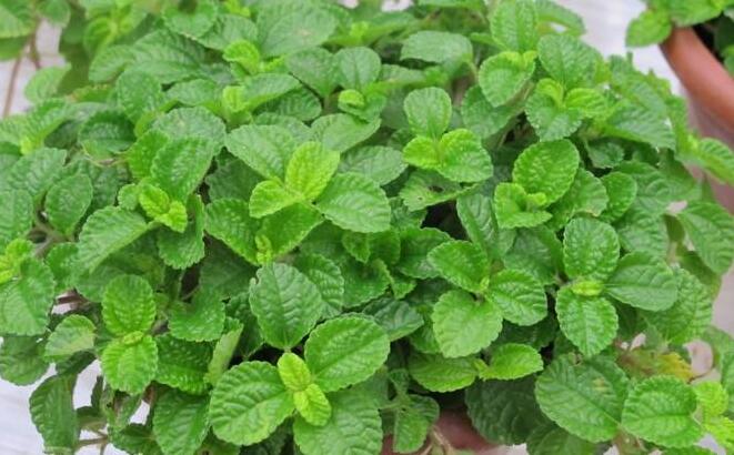 怎么去除尼古丁植物 哪種植物最吸尼古?。ㄈf年青）