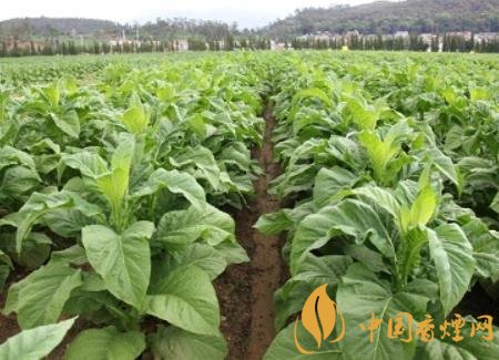 湖南瀏陽(yáng)煙草局依托G80烤煙特色品種為煙農(nóng)創(chuàng)收9375萬(wàn)元！