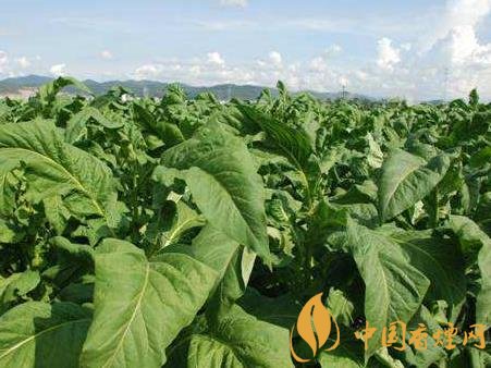 云南煙草經(jīng)濟(jì)數(shù)據(jù)公開 今年煙草工商稅收預(yù)計(jì)達(dá)268億元！